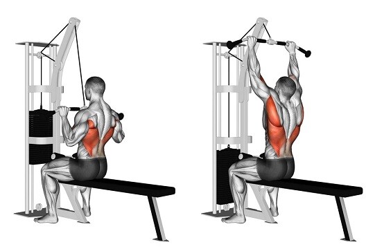 Вертикальная тяга | Задействованные мышцы