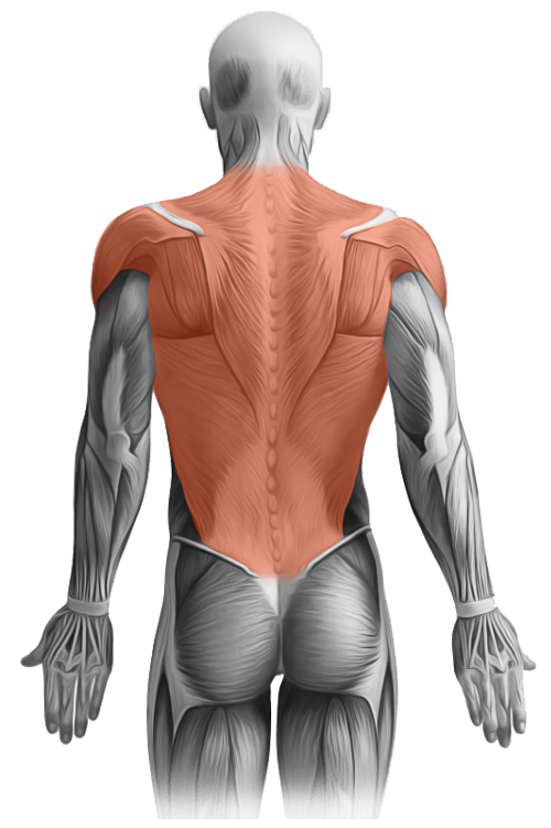 Тяга Крока | Задействованные мышцы