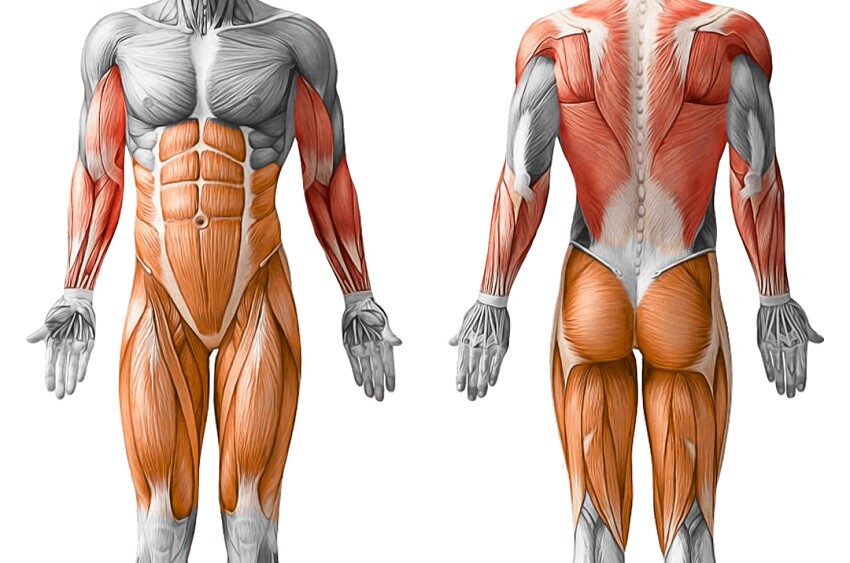 Тяга в TRX | Задействованные мышцы