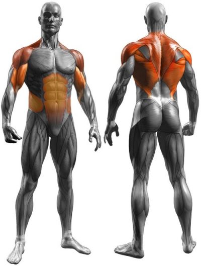Тяга Медоуза | Задействованные мышцы