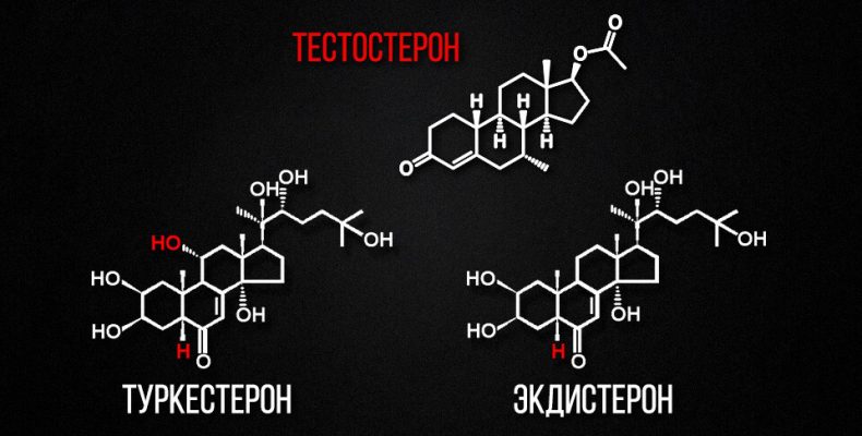 Туркестерон, экдистерон и тестостерон